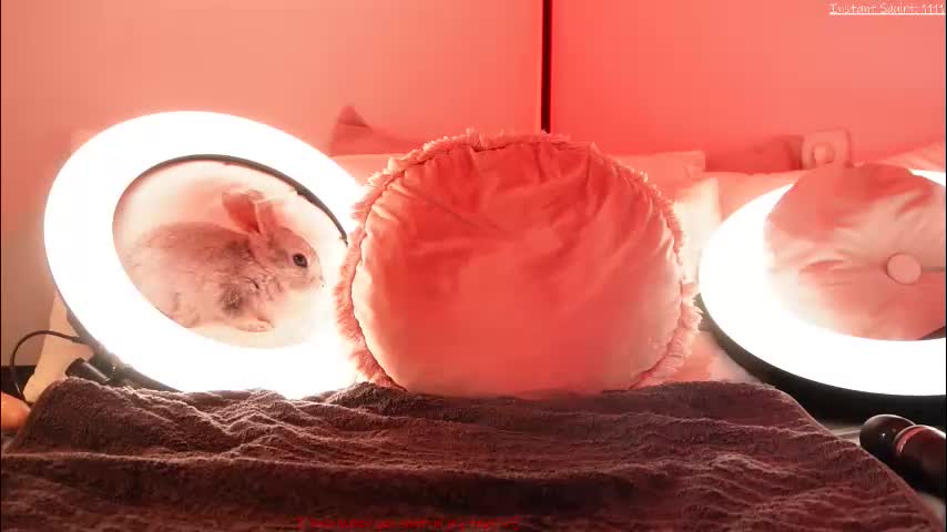 kirstendanston Приват Записи 2026-01-12