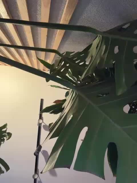 NorbertKlopp Приват Записи 2026-02-16